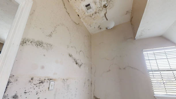 Best Mold-Related Health Consultation  in Dulce, NM