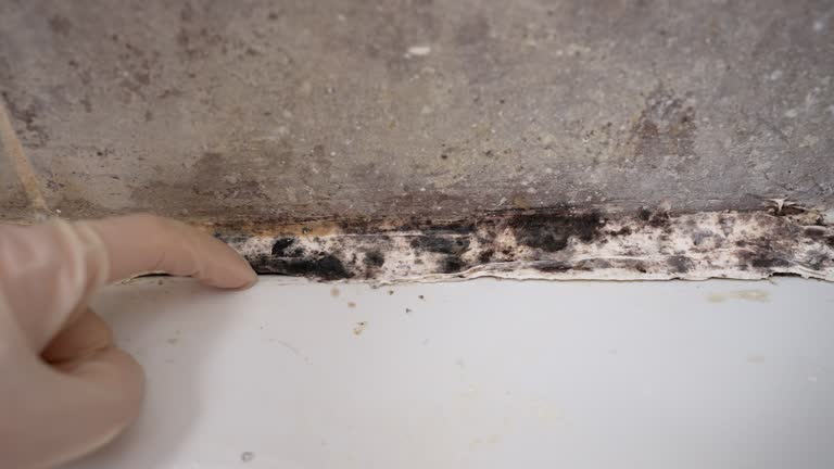 Trusted Dulce, NM Mold Removal Experts